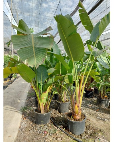 STRETLIZIA AUGUSTA M35