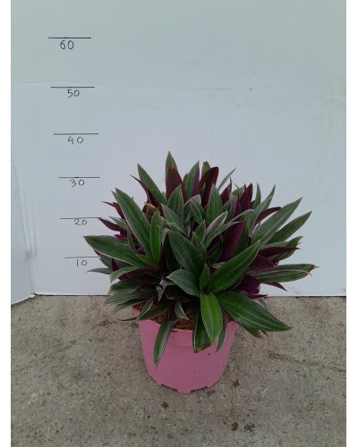 TRADESCANTIA PINK M23