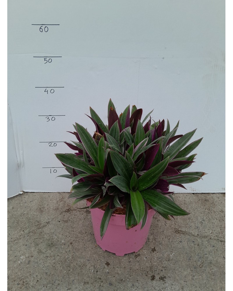 TRADESCANTIA PINK M23