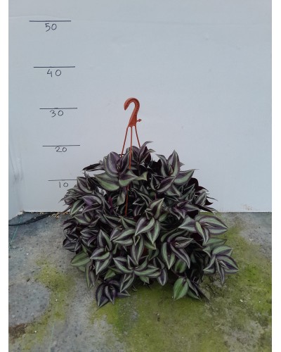 TRADESCANTIA ZEBRINA