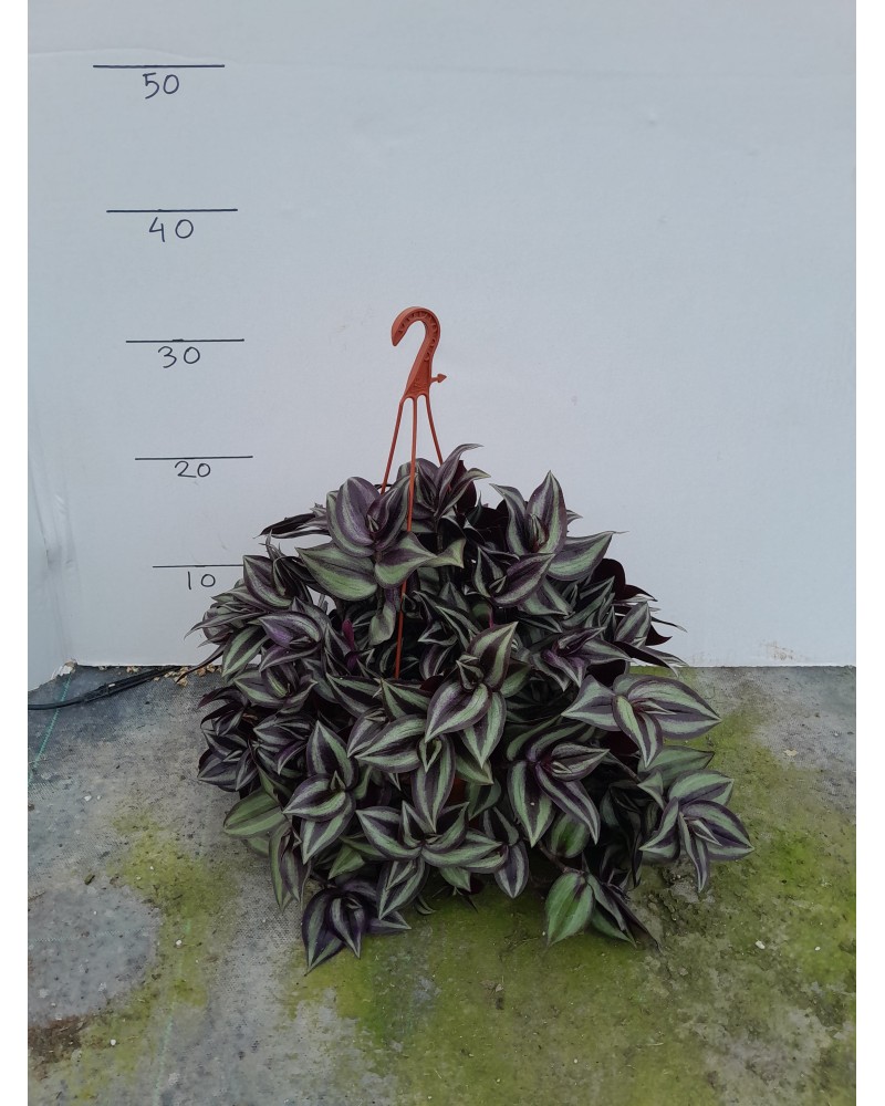 TRADESCANTIA ZEBRINA