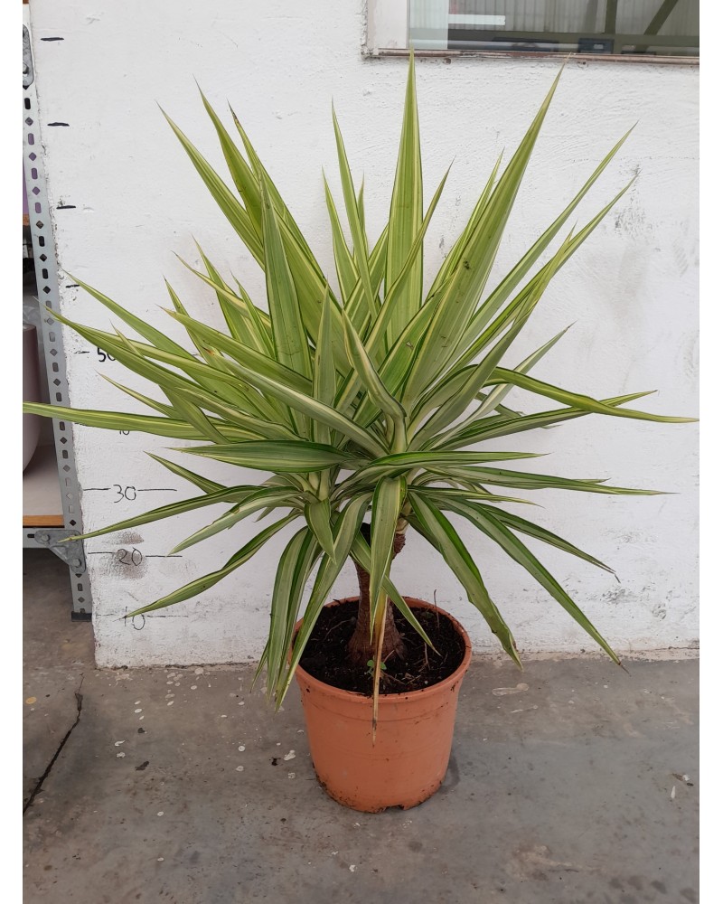 YUCCA YEWEL M23
