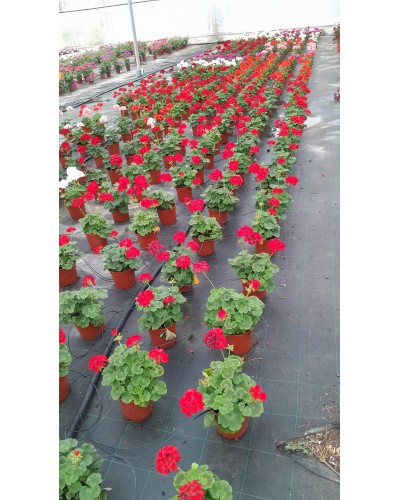PELARGONIUM ZONAL M15
