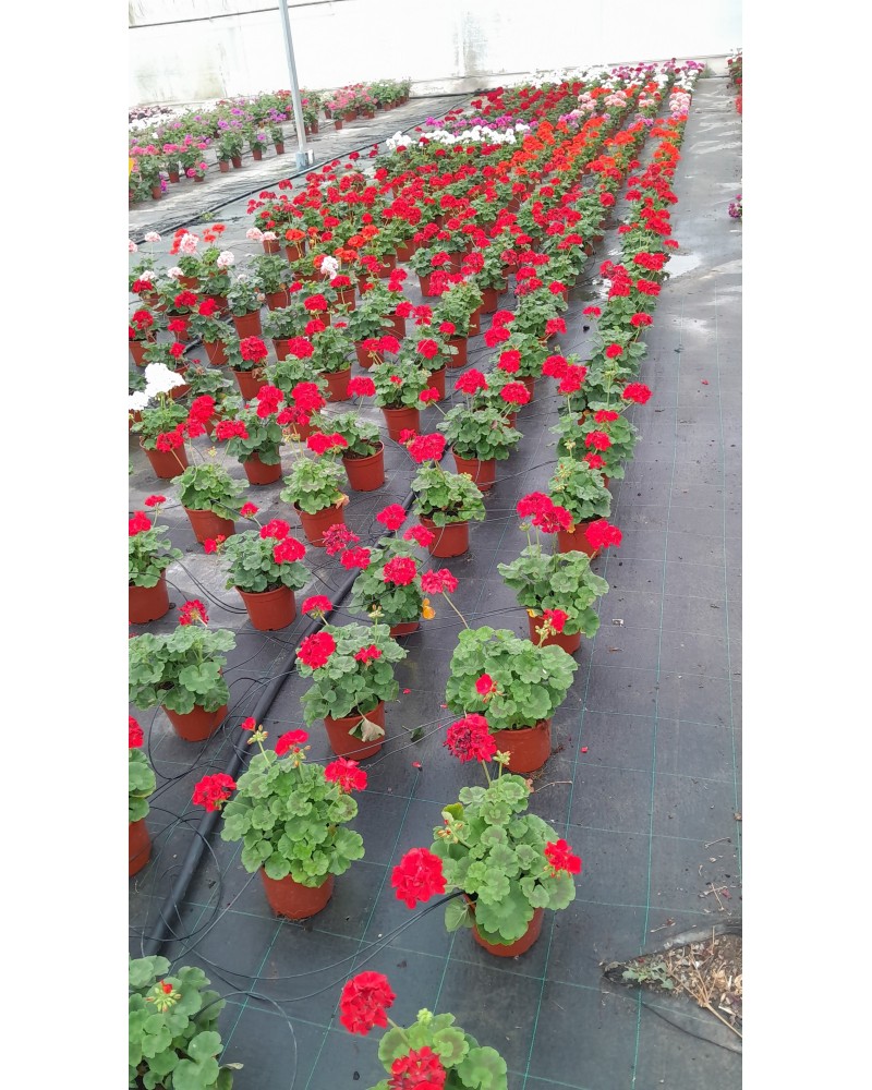 PELARGONIUM ZONAL M15