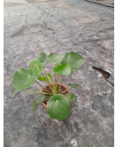 PILEA PEPEROMIOIDES