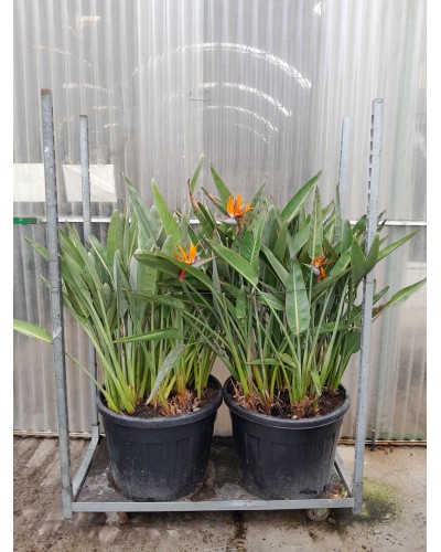 STRETLIZIA REGINA M90