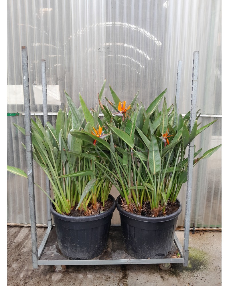 STRETLIZIA REGINA M90