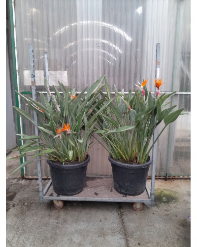 STRETLIZIA REGINA M70