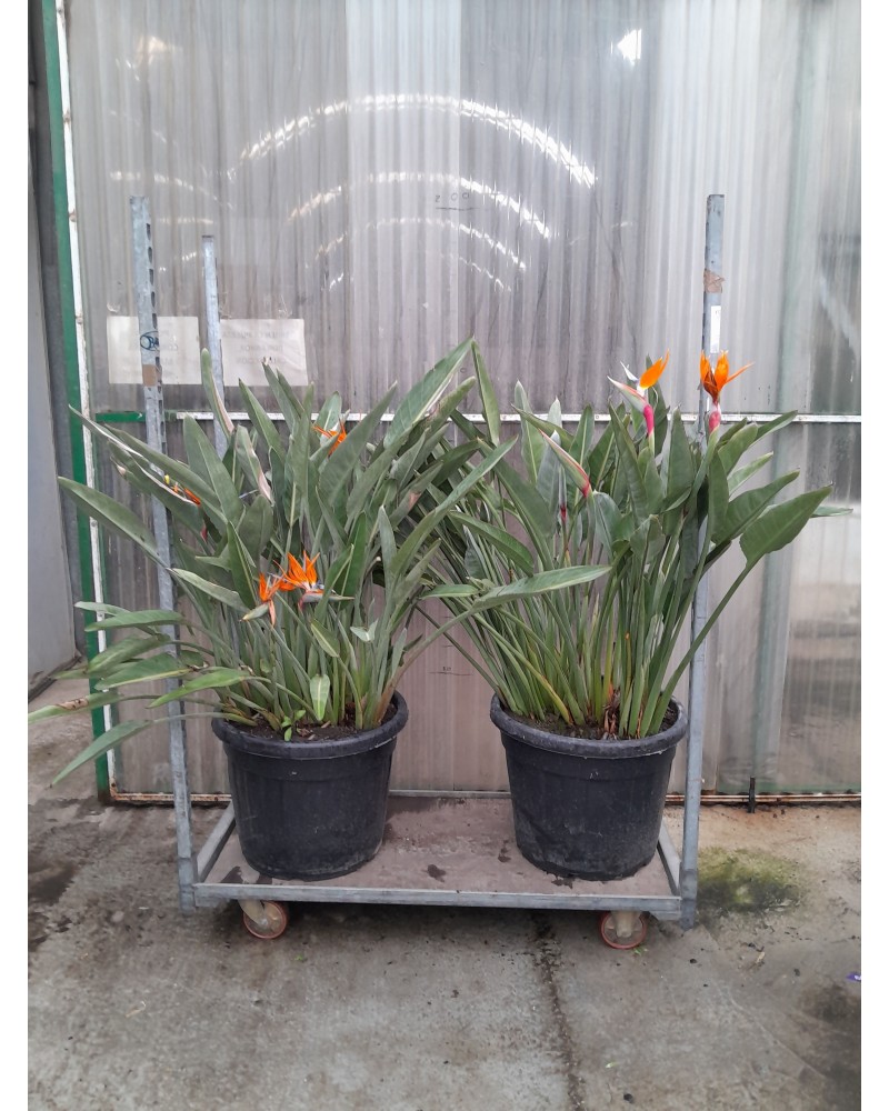 STRETLIZIA REGINA M70