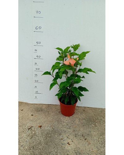 HIBISCUS M15