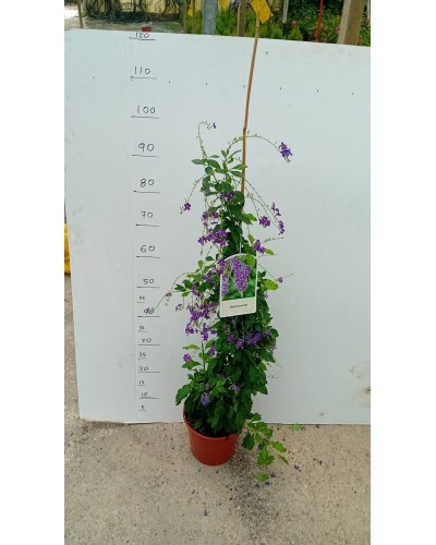 DURANTA ERECTA