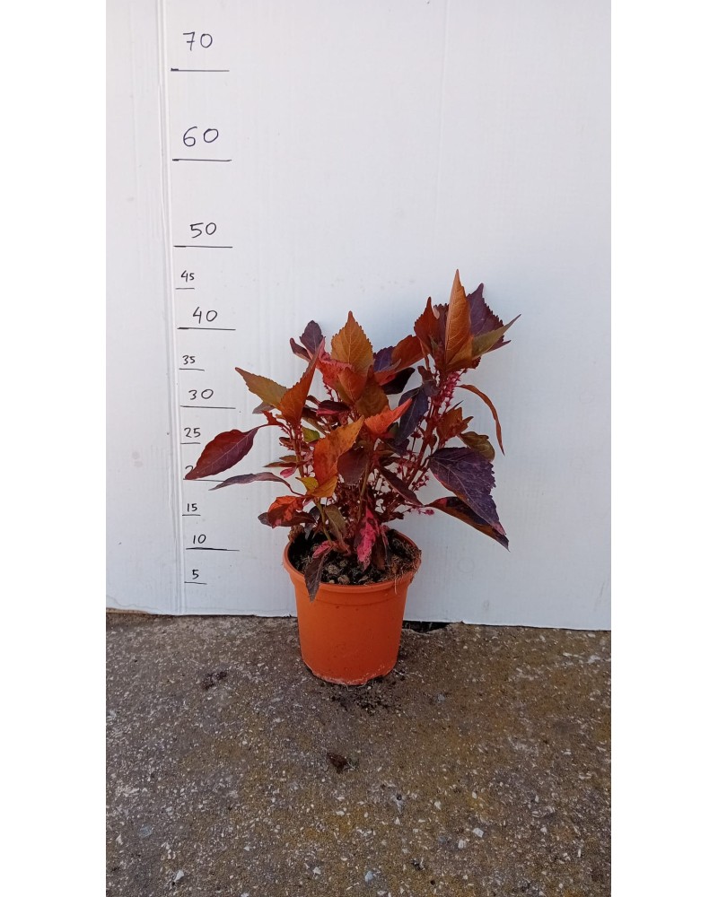 ACALYPHA WILKESIANA M17