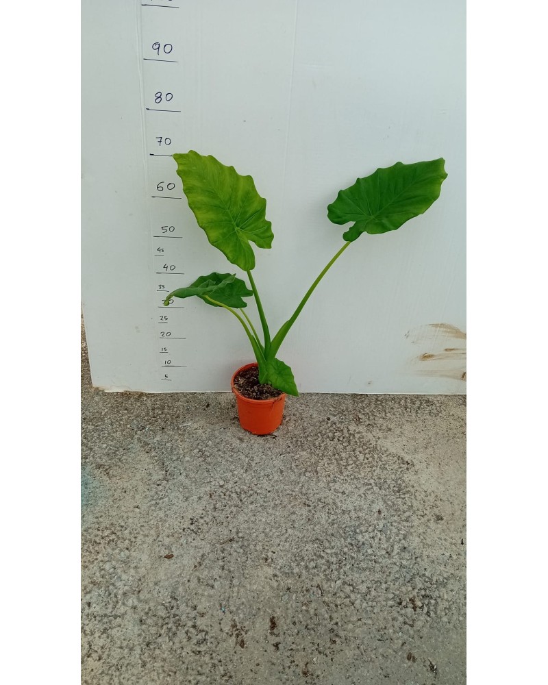 ALOCASIA MACRORRHIZOS M17
