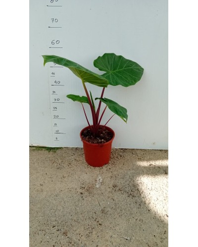 ALOCASIA IMPERIAL RED M20