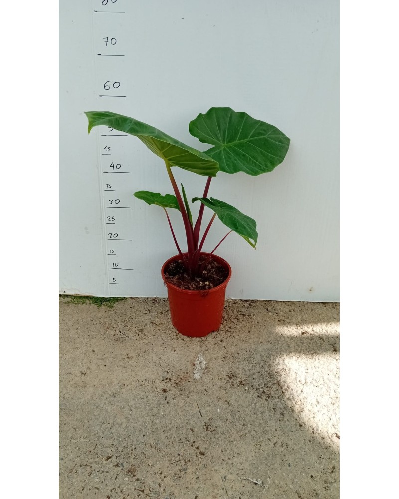 ALOCASIA IMPERIAL RED M20