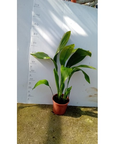 ASPIDISTRA M20