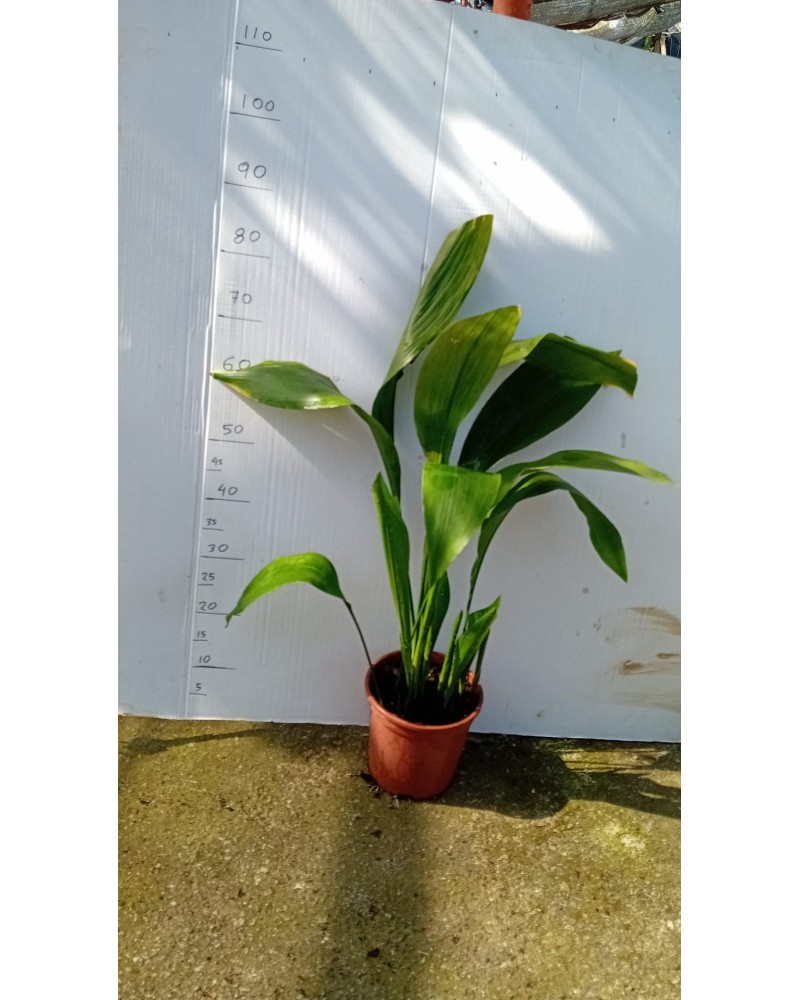 ASPIDISTRA M20