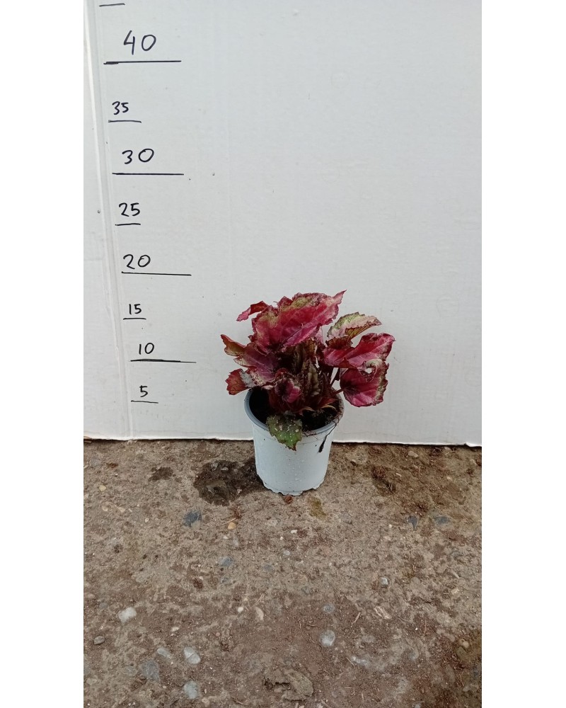 BEGONIA REX M10