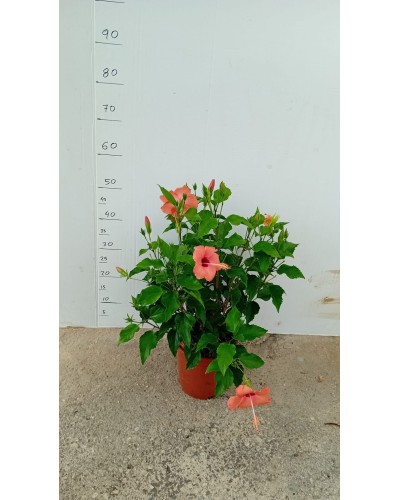 HIBISCUS M20