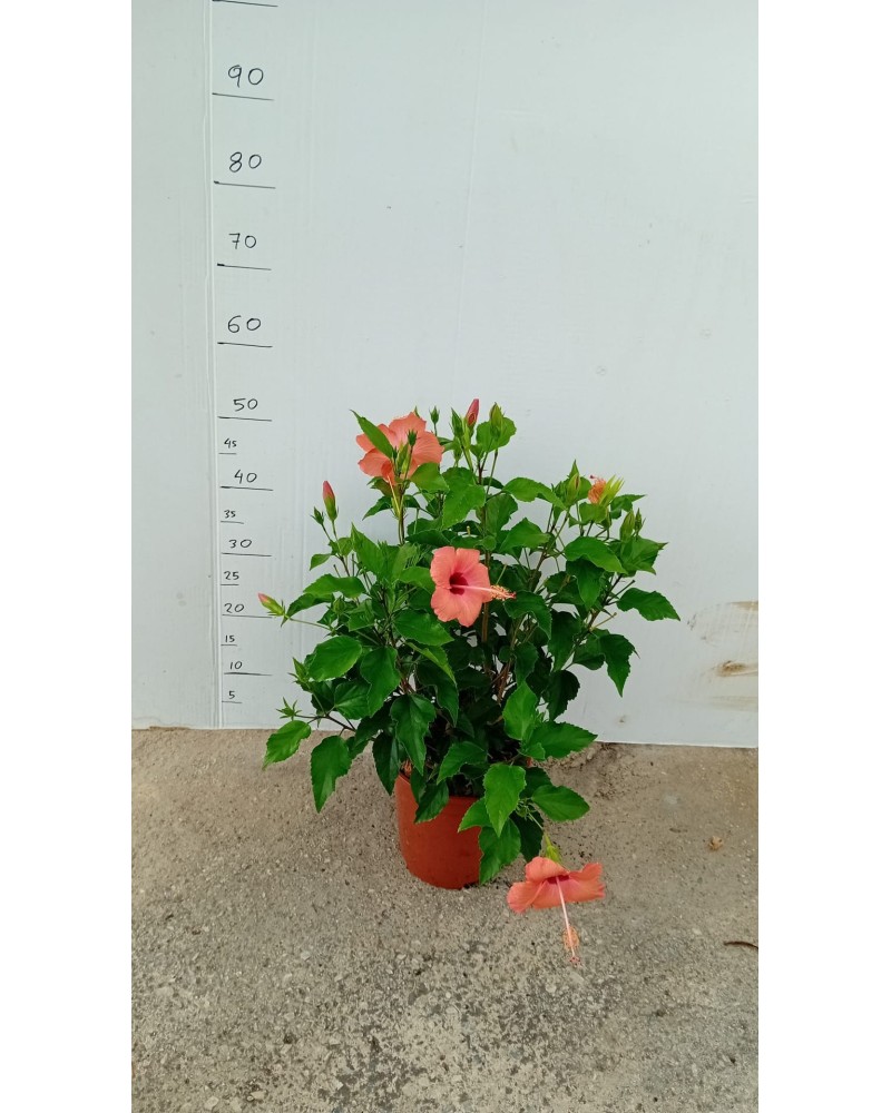 HIBISCUS M20
