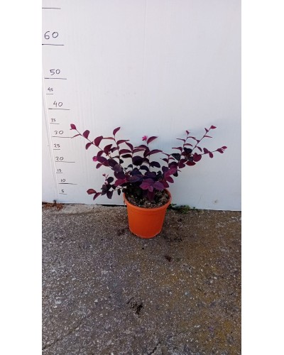 LOROPETALUM CHINESIS M17