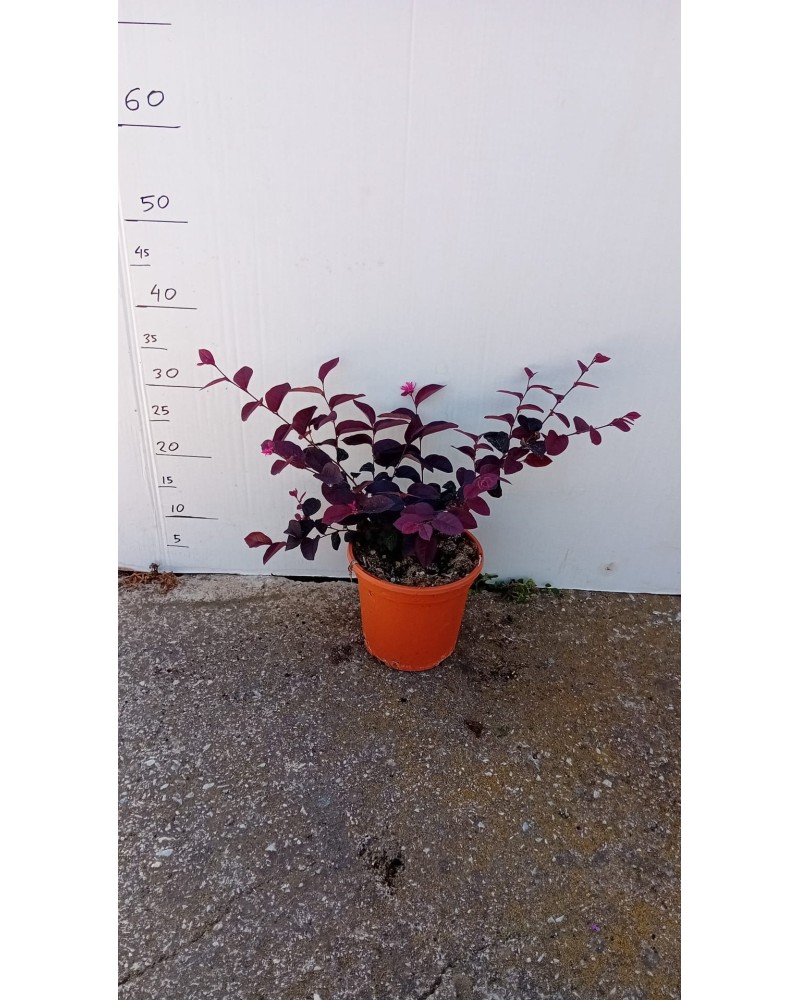 LOROPETALUM CHINESIS M17