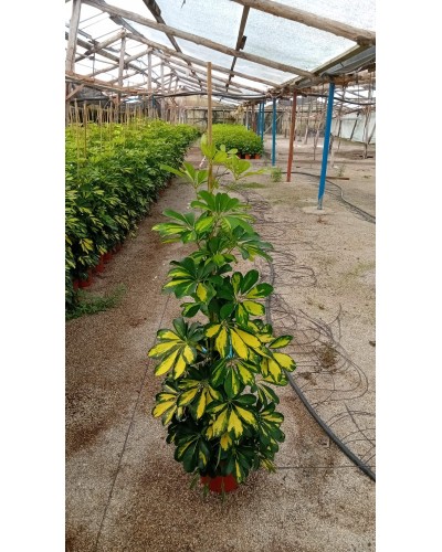 SCHEFFLERA GOLD CAPELA M23 CAÑA 150
