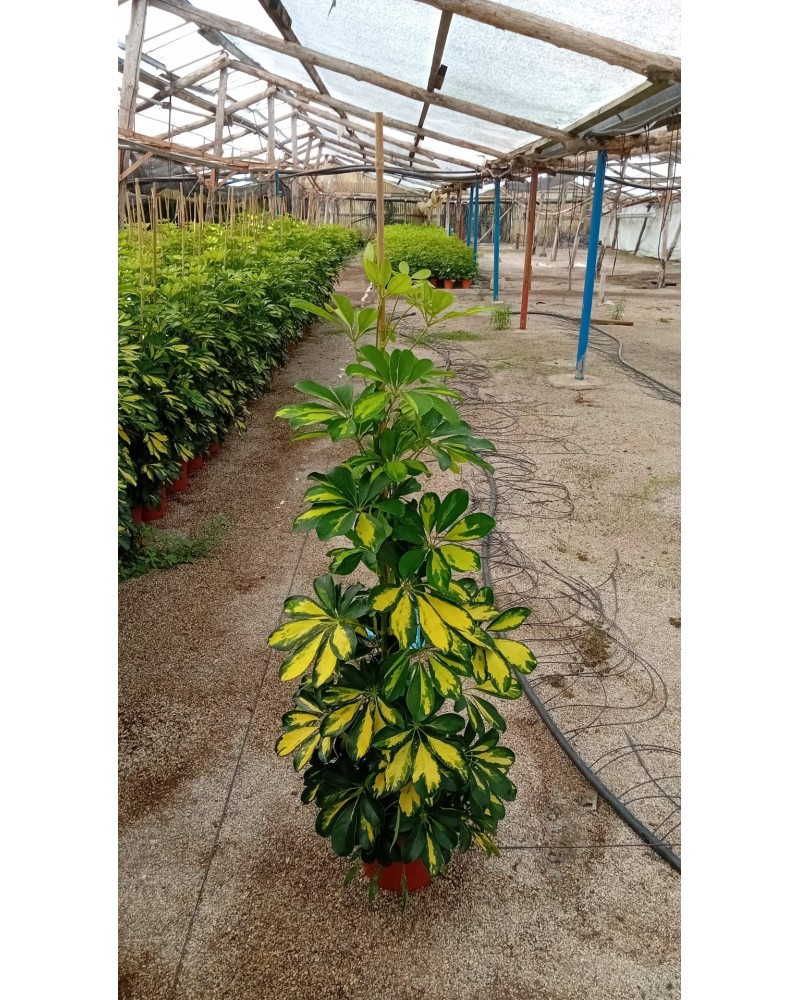SCHEFFLERA GOLD CAPELA M23 CAÑA 150