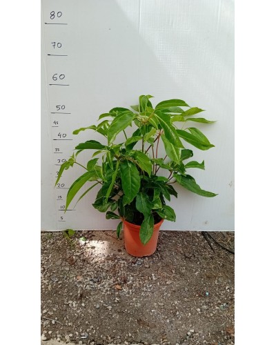 SCHEFFLERA ACTINOPHYLLA M17