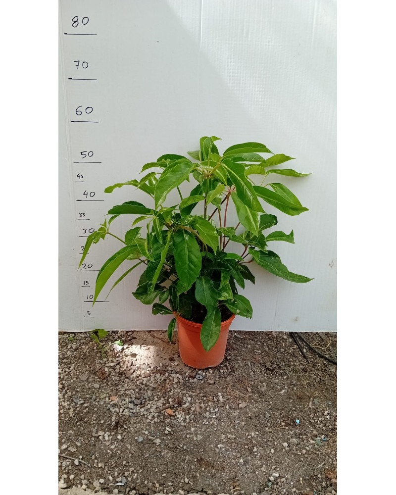 SCHEFFLERA ACTINOPHYLLA M17