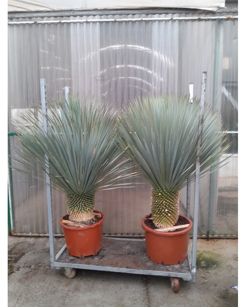 YUCCA ROSTRATA M40 TR30/40CM