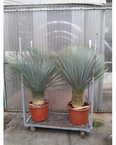 YUCCA ROSTRATA M50 TR40/50CM
