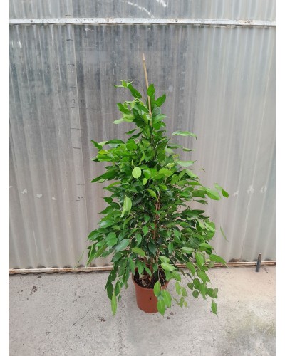 FICUS BENJAMINA M20