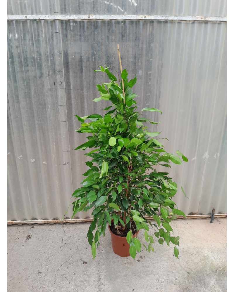 FICUS BENJAMINA M20