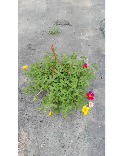 PORTULACA T15
