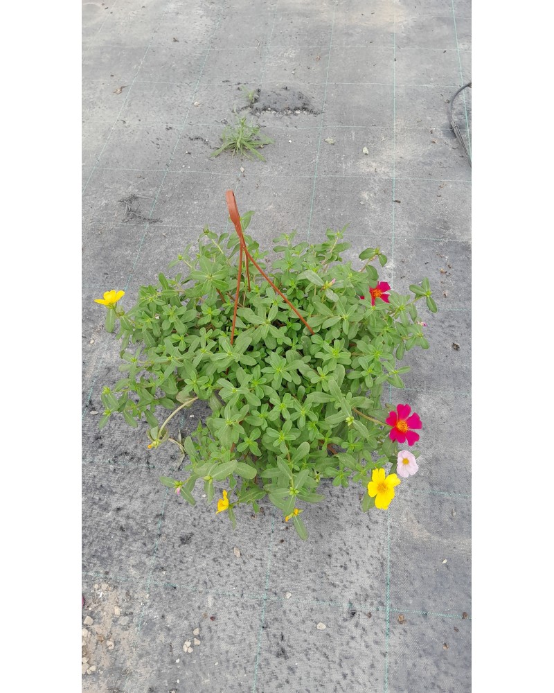 PORTULACA T15