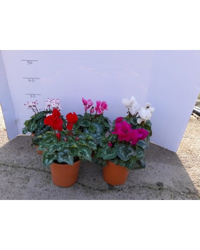 CYCLAMEN M17
