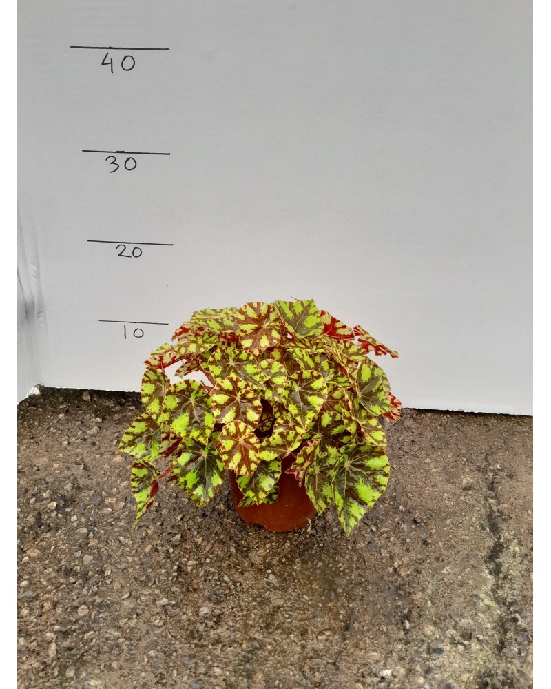 BEGONIA TIGER M13