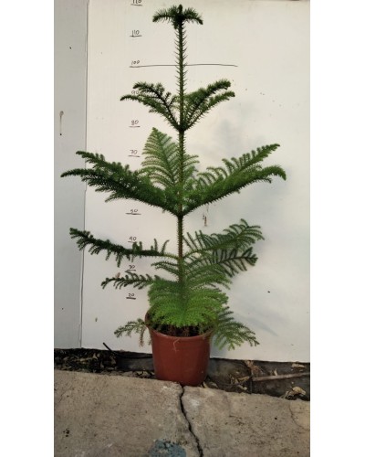 ARAUCARIA HETEROPHYLLA M23