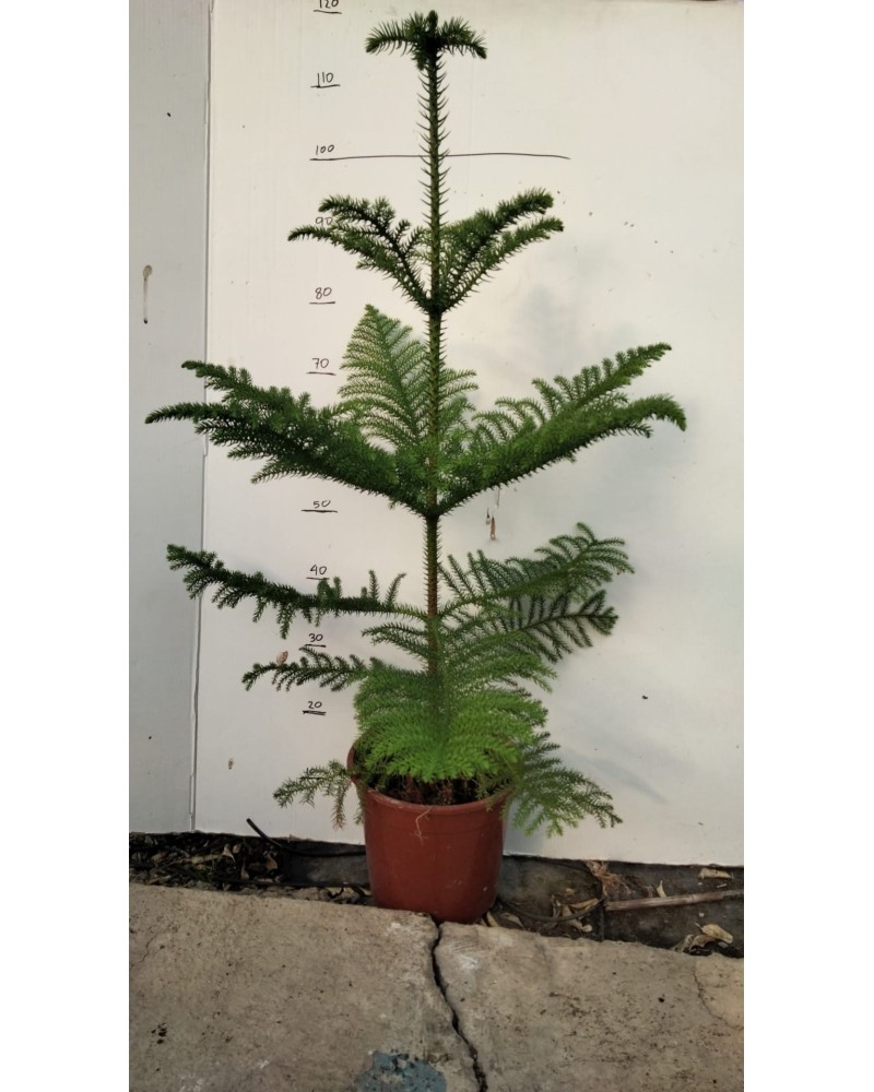 ARAUCARIA HETEROPHYLLA M23