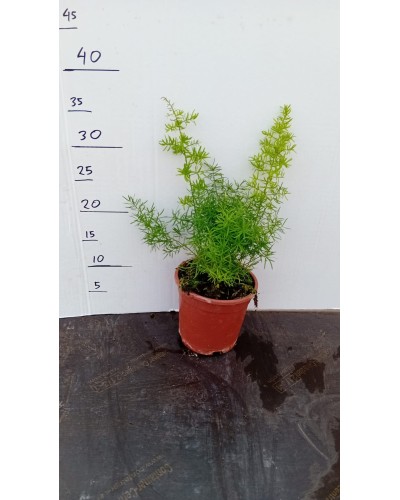 ASPARRAGUS SPRENGERI