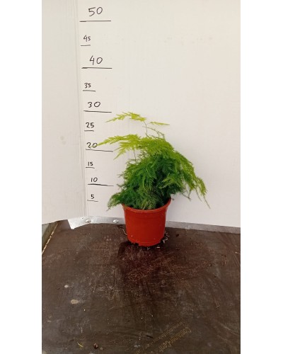 ASPARRAGUS PLUMOSA M13