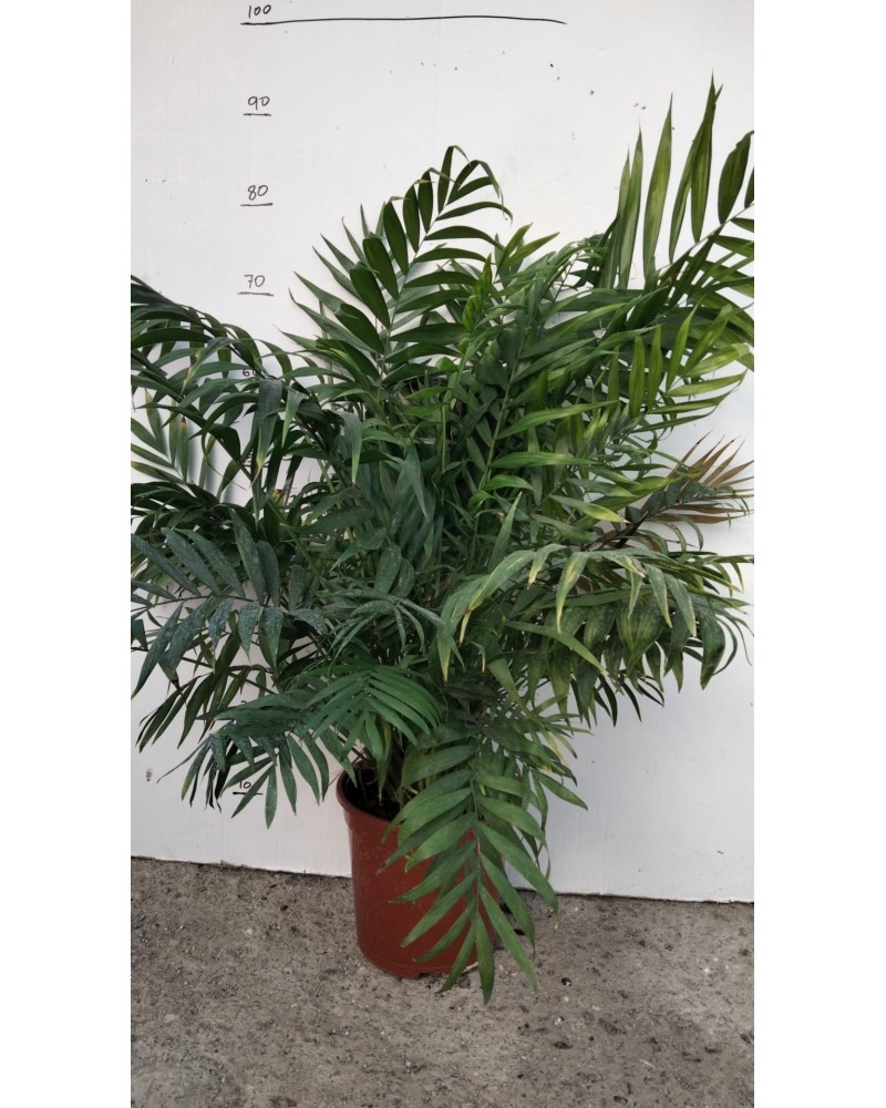 CHAMADOREA ELEGANS M20