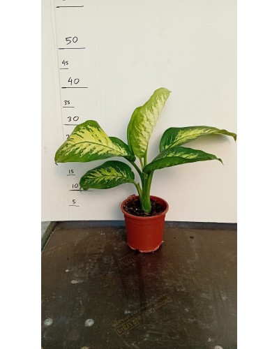 DIEFFEMBACHIA TROPIX M13