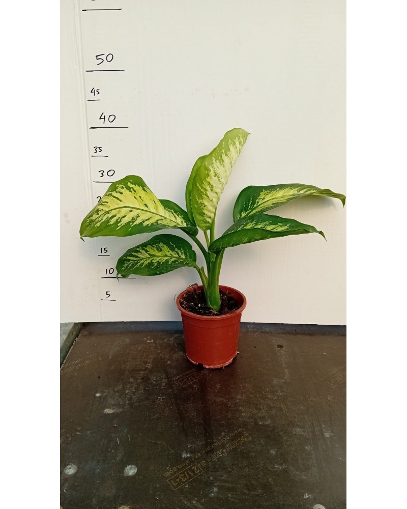 DIEFFEMBACHIA TROPIX M13