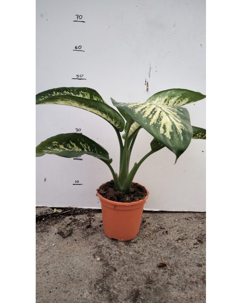 DIEFFEMBACHIA TROPIX M17