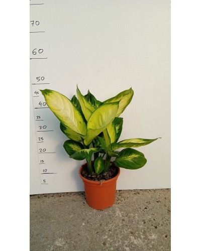 DIEFFEMBACHIA MARIANA M17