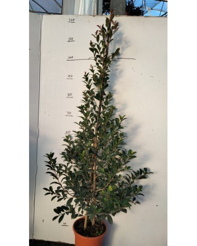 EUGENIA NEW PORT M17