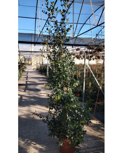 EUGENIA NEW PORT M30