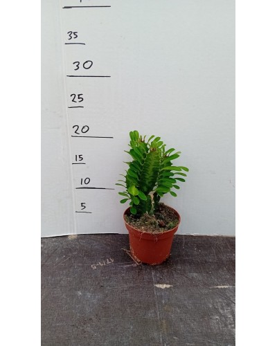 EUPHORBIA TRIGONA VERDE M10
